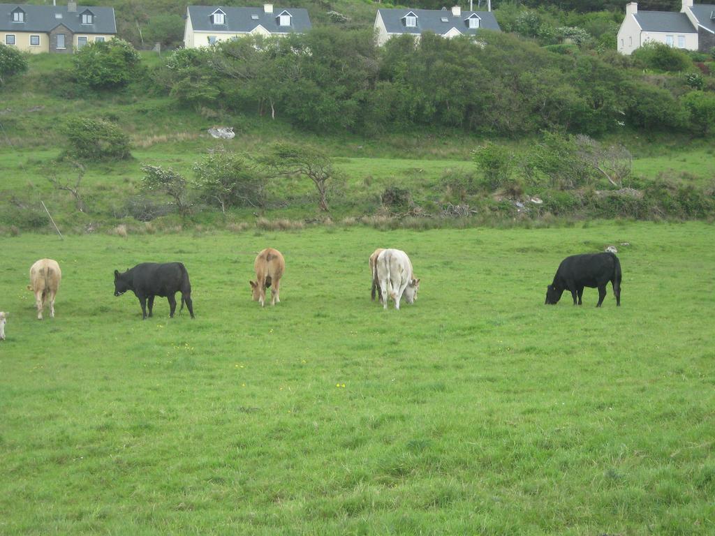 Iveragh Heights Bed and Breakfast Cahersiveen Exteriör bild